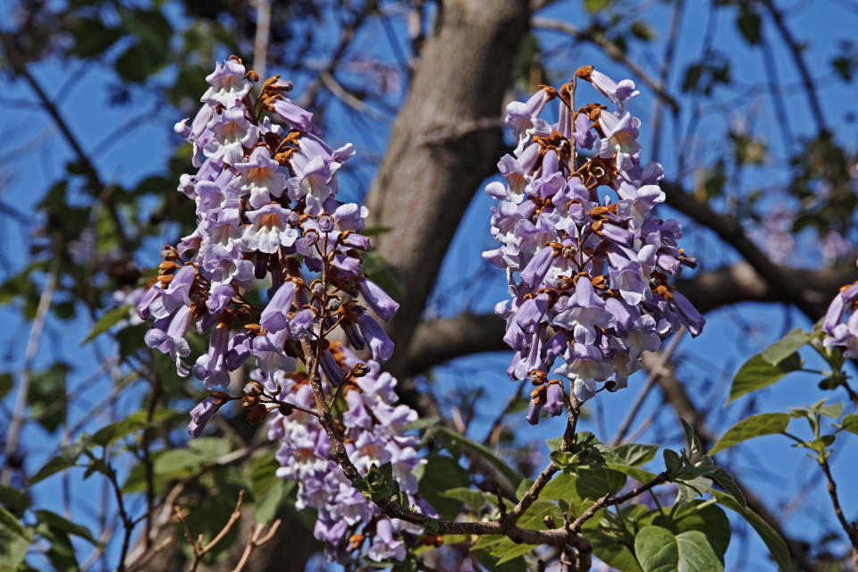 fowers and young leaves of princesstree, Paulownia tomentosa