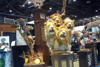 This image from video provided by the Humane Society of the United States shows a four-lion taxidermy at the Safari Club International's 2020 annual convention, that was held Feb. 5-8, 2020, in Reno, Nevada. An undercover video recorded by animal welfare activists shows vendors at a recent trophy-hunting convention promoting trips to shoot captive-bred lions in Africa, despite past public assurances by the event's organizers that so-called canned hunts wouldn't be sold. (Humane Society of the United States via AP)