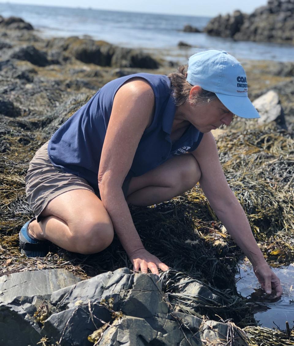 Carol Steingart looks through a small tidal pool in search of tiny critters while visiting Middle Beach in Kennebunk, Maine, on Thursday, Aug. 3, 2023.