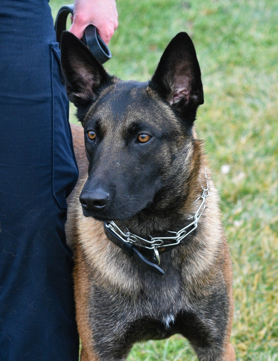 Aldo is a nearly two-year-old Belgian Malinois from the Czech Republic who serves with the Port Clinton Police Department.