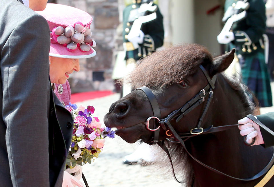 Last year, Cruachan IV showed off his cheeky personality when he began to munch on the Queen’s bunch of flowers when she was on a visit of Stirling Castle in Scotland. Photo: Getty Images