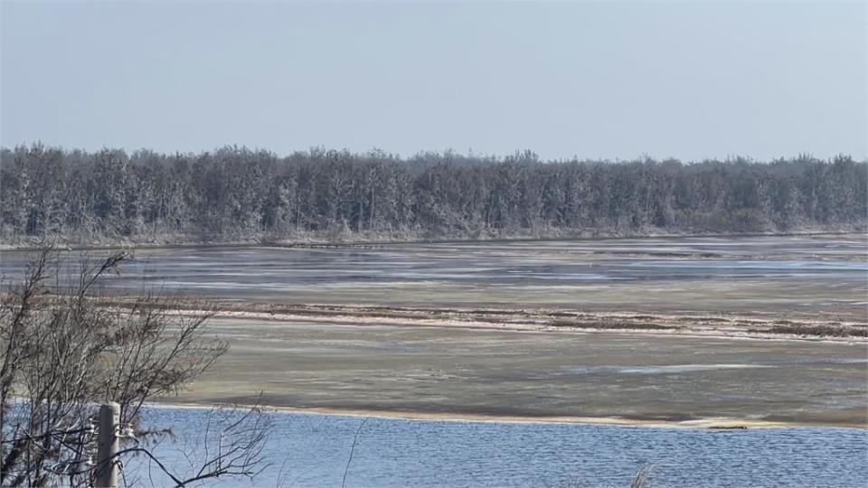 「鳥排泄物」染白綠枝　東石鰲鼓濕地現「平地雪景」