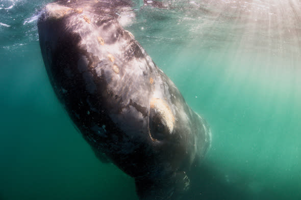 ***EXCLUSIVE***  PENINSULA VALDES, ARGENTINA - UNDATED: A close up of a southern right whale in Peninsula Valdes, Argentina.  A GROUP of whale watchers found themselves becoming the watched - when a huge whale emerged beneath their boat. These stunning images show a 50-tonne southern right whale and its calf inspecting a tour vessel. The images were captured in the warm waters off Peninsula Valdes, Argentina, where the massive mammals flock each year to raise their offspring.  PHOTOGRAPH BY Justin Hofman / Barcroft Media  UK Office, London. T +44 845 370 2233 W www.barcroftmedia.com  USA Office, New York City. T +1 212 796 2458 W www.barcroftusa.com  Indian Office, Delhi. T +91 11 4053 2429 W www.barcroftindia.com