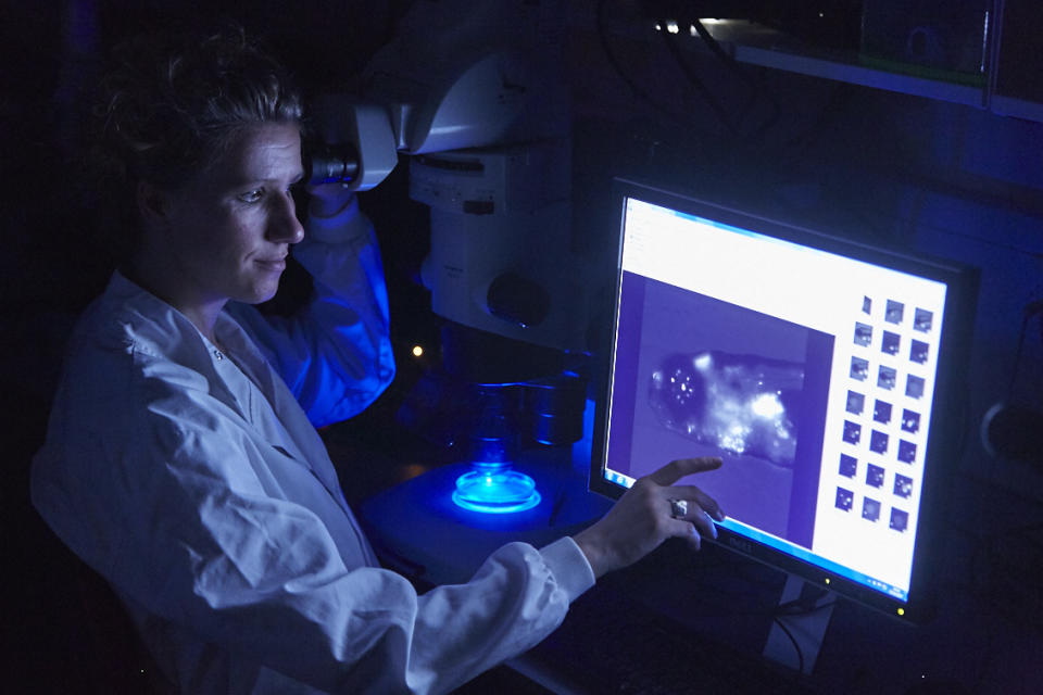 Zebrafish up close in lab being studied for their heart healing qualities