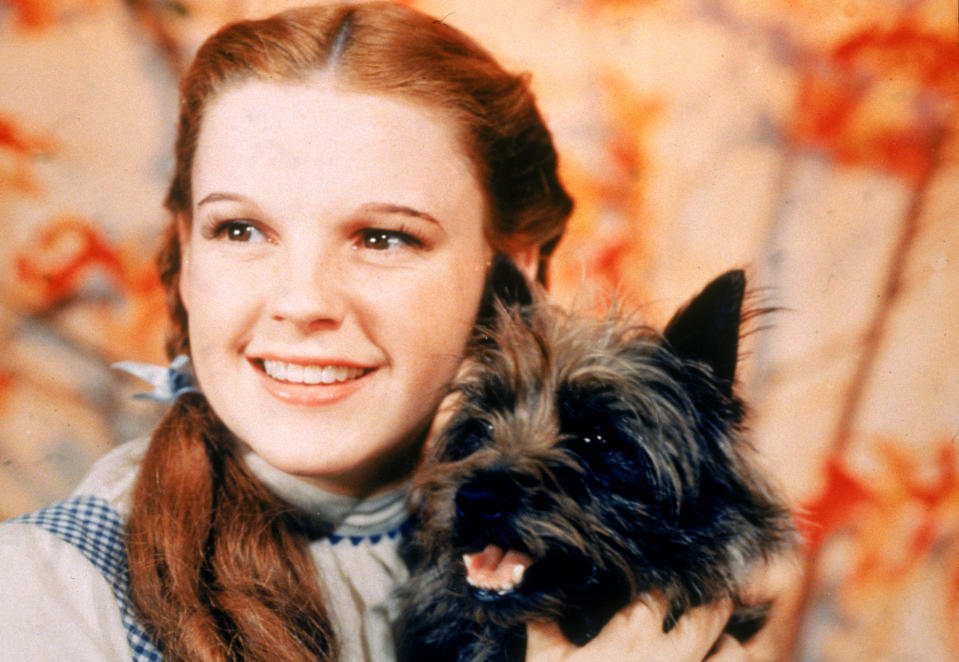 Judy Garland holding Toto the dog for the film 'The Wizard Of Oz'. (Photo by MGM Studios/MGM Studios/Getty Images)