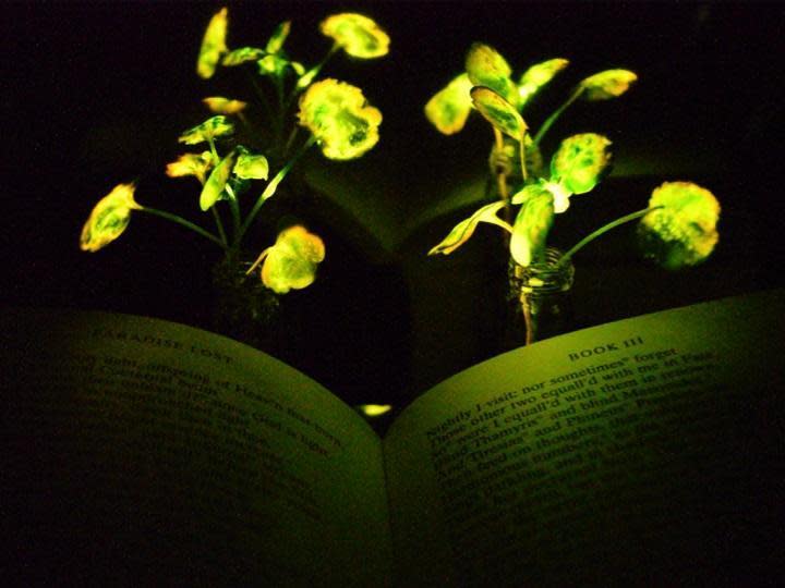 Glowing plants that could replace lamps invented by engineers