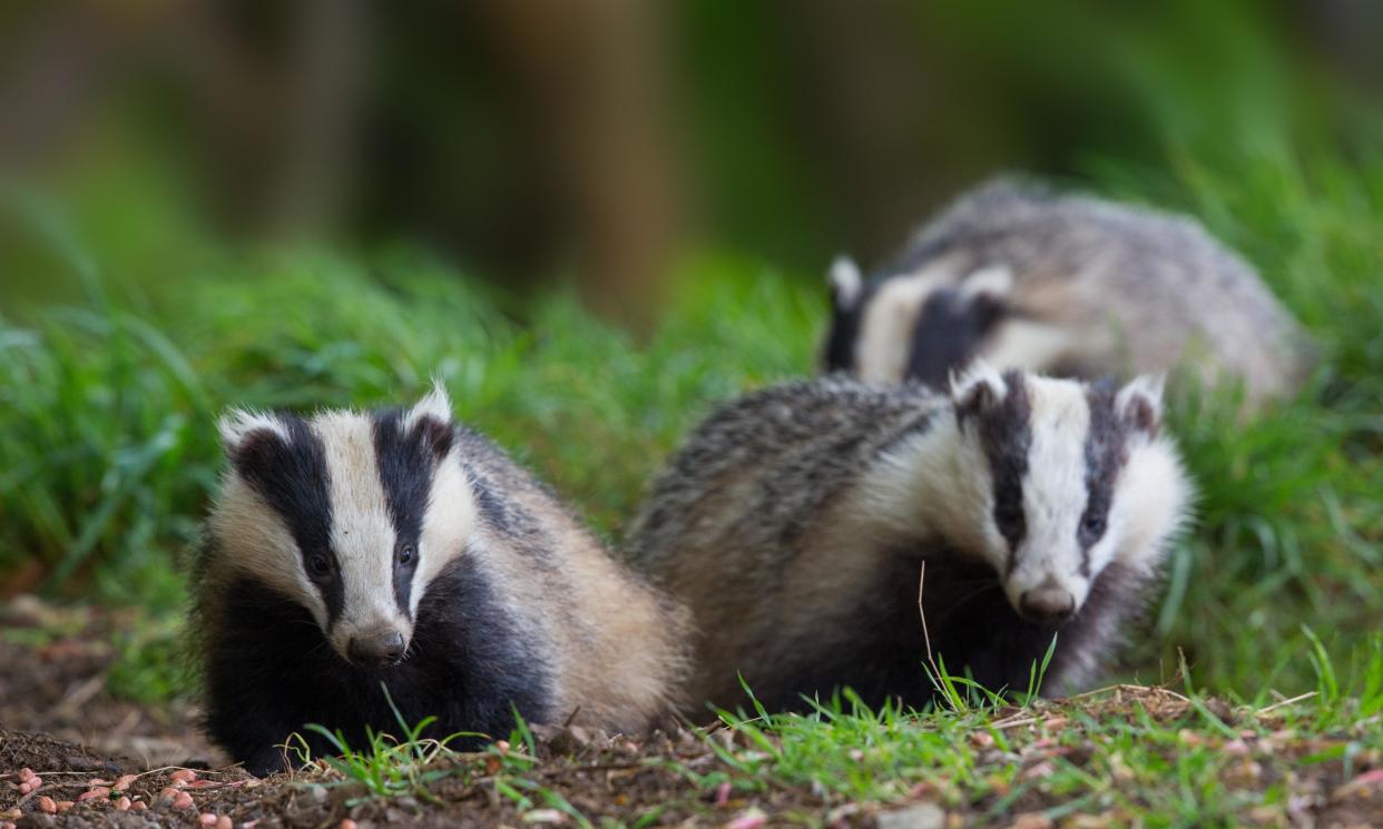 Do badgers really have to die? (Getty)