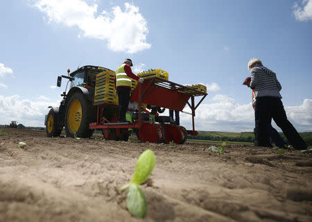 Workers planting pumpkins at Poskitts farm in Goole, Britain May 23, 2016. REUTERS/Andrew Yates