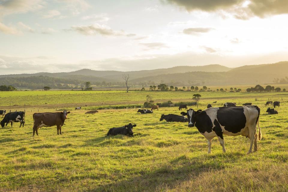 dairy cows, bega valley, tathra