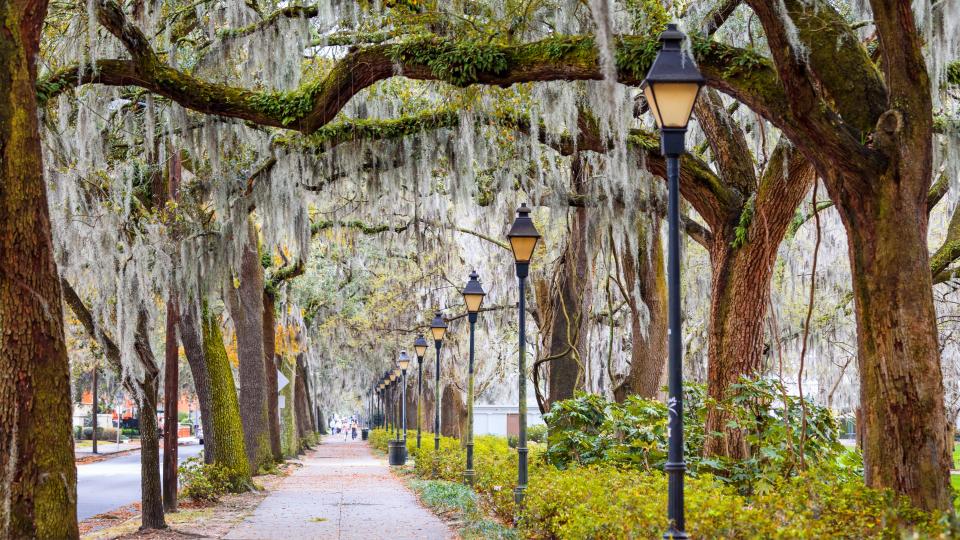 Spanish Moss growing on a street in Savannah, Georgia