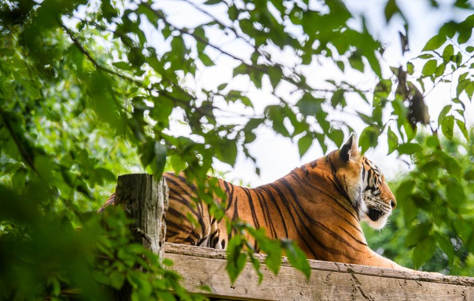 A tiger rests on a perch at the Exotic Feline Rescue Center on Friday, July 15, 2022.