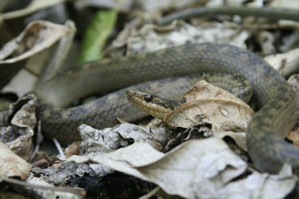 The endangered St. Lucia racer.