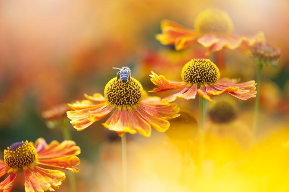 Helenium