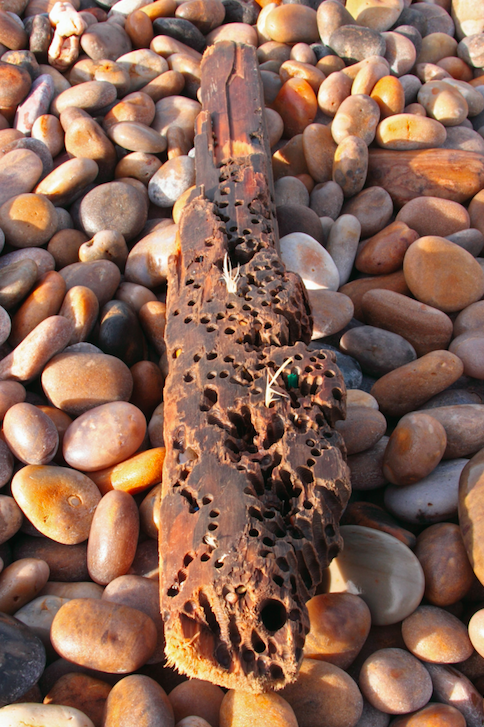 Smaller shipworms feed on wood (Picture: Rex)