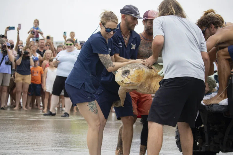 Brevard Hayvanat Bahçesi'nin sağladığı bu fotoğrafta, 375 pound'un üzerinde bir ağırlıktaki Caretta caretta türü deniz kaplumbağası Bubba, 10 Temmuz 2024 Çarşamba günü Florida'daki Cocoa Beach'teki Lori Wilson Parkı'nda Atlas Okyanusu'na geri bırakılıyor. (AP aracılığıyla Brevard Hayvanat Bahçesi)