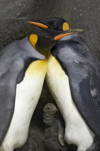 Penguin Dads and Their Baby