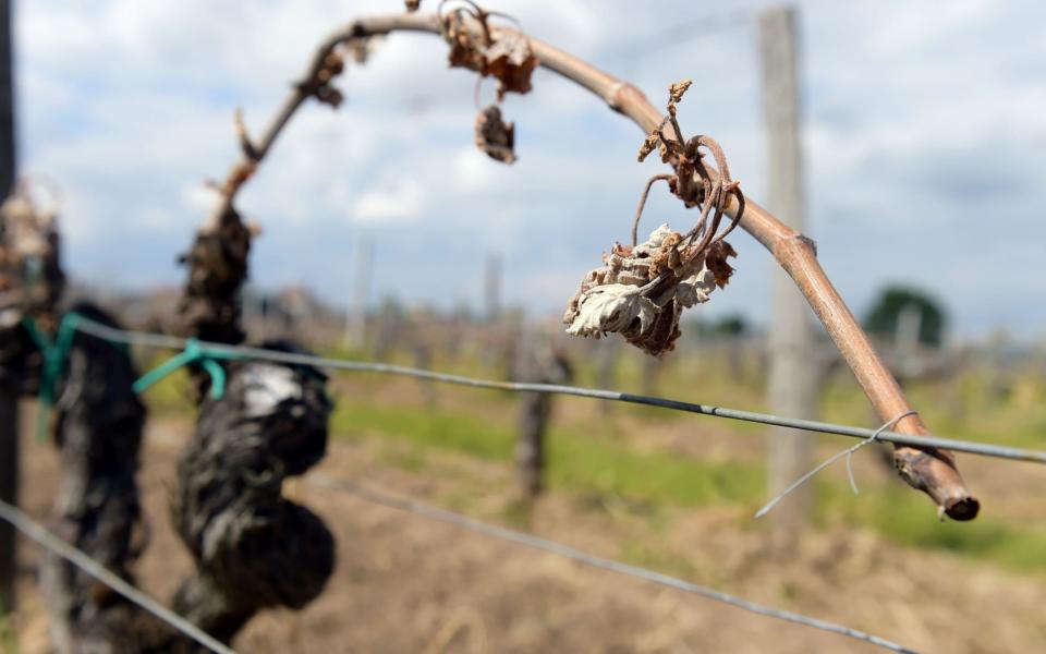 vineyards leaves partially destroyed by the frost of late April cold nights - Credit: AFP