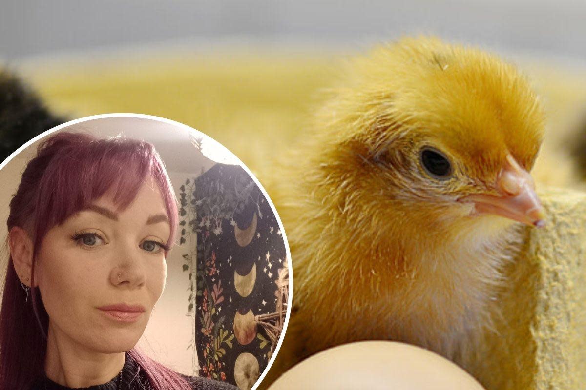 Concerns - Kate Baines has criticised Hamilton Primary School for its chick-hatching programme for "ethical and moral reasons" <i>(Image: Submitted/PickPix)</i>