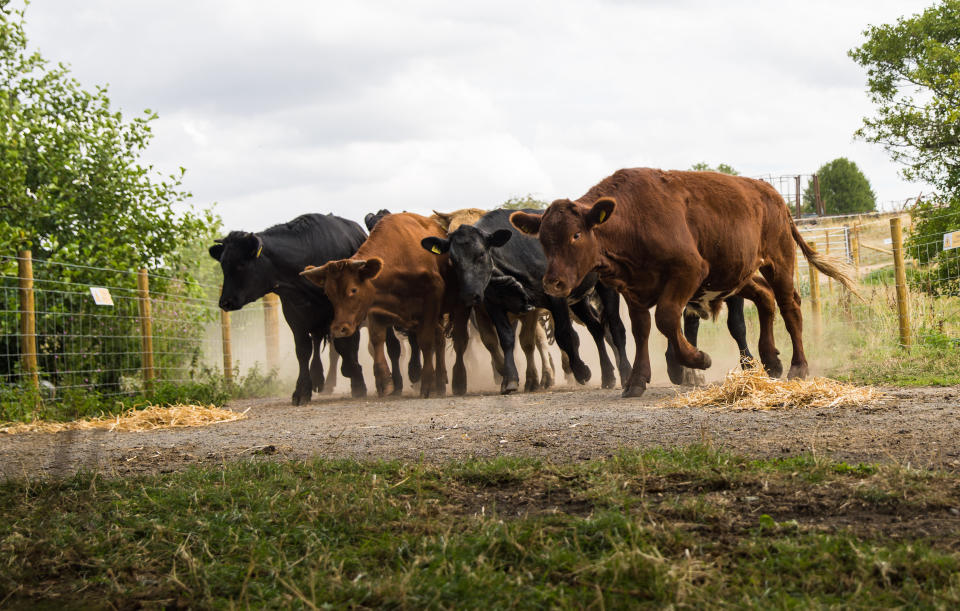 Horrified Belle watches on as Nate trips and is engulfed by the stampede of cows on Emmerdale. (ITV)