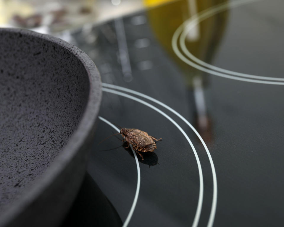 cockroach in kitchen