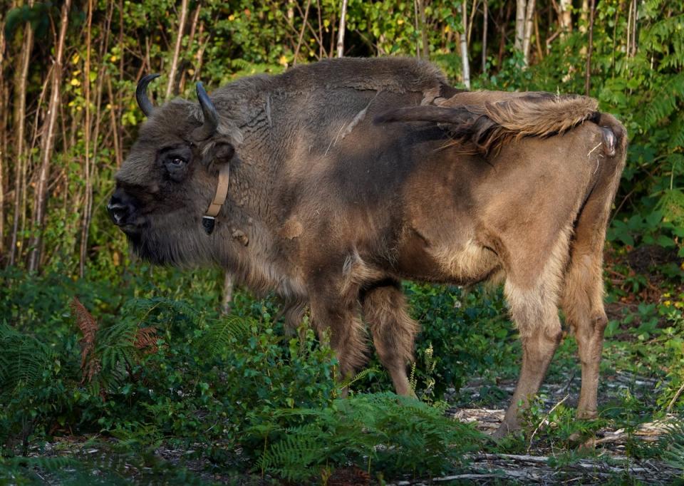 One of four of bison explores her surroundings as they are released into West Blean and Thornden Woods (Gareth Fuller/PA) (PA Wire)