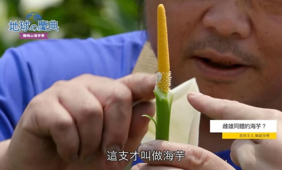 陽明山竹子湖除了避暑賞繡球花以外《地球的慶典》還要帶你去吃美食遊秘境採海芋
