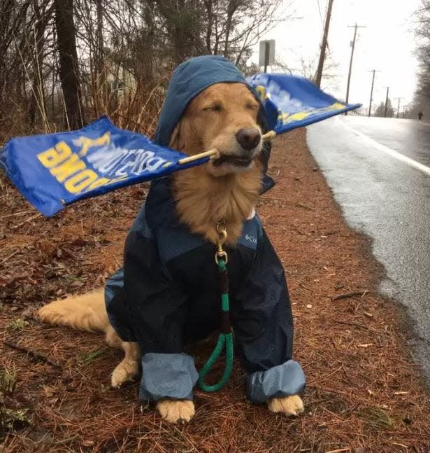 Spencer, a golden retriever from Holliston who inspired Boston Marathon runners as they came down Route 135 in Ashland, is shown during the 2018 Marathon, which featured heavy rain. A statue is being dedicated to Spencer, who died in February 2023 at age 13.