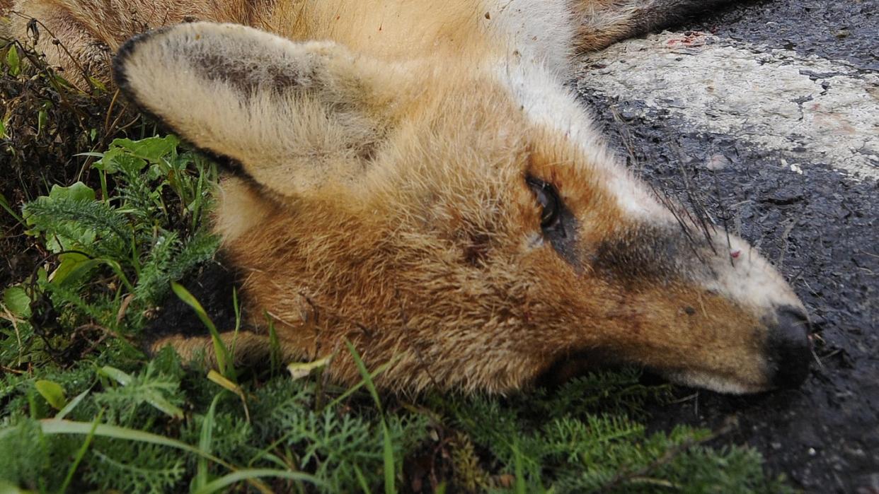 Ein nach einem Wildunfall verendeter Fuchs liegt am Rand einer Bundesstraße. Foto: Holger Hollemann