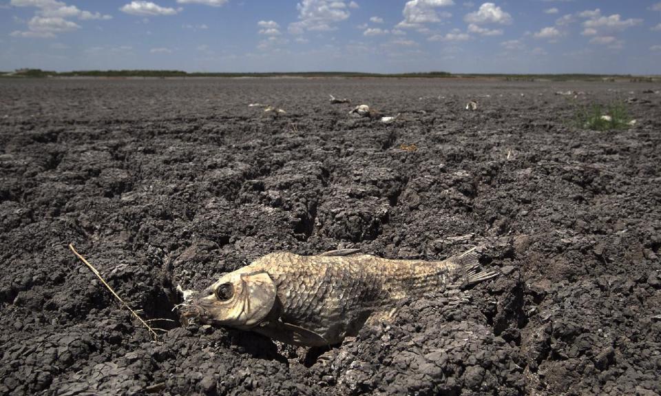 FILE - In this Aug. 3, 2011 file photo, the remains of a carp is seen on the lake dried out lake bed of O.C. Fisher Lake in San Angelo, Texas. Global warming is rapidly turning America into a stormy and dangerous place, with rising seas and disasters upending lives from flood-stricken Florida to the wildfire-ravaged West, according to a new U.S. federal scientific report released Tuesday, May 6, 2014. (AP Photo/Tony Gutierrez)