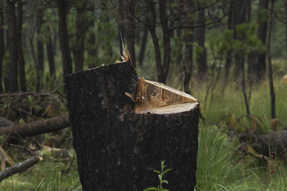 ARCHIVO - Esta imagen del 13 de agosto de 2023 muestra el tocón de un árbol talado ilegalmente en un área recientemente deforestada en la que agricultores locales plantan nuevos pinos, en el pueblo de San Miguel Topilejo, al sur de la Ciudad de México. La tala ilegal es especialmente aguda en este pueblo, el cual, debido a que tiene bosques y es atravesado por carreteras, es un sitio atractivo para que grupos delictivos talen troncos y los lleven a aserraderos. (AP Foto/Marco Ugarte, archivo)