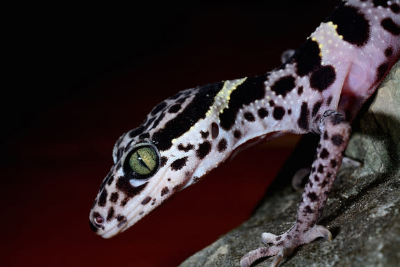 Researchers chose not to publish the location of the newly identified cave gecko species <i>Goniurosaurus kadoorieorum</i> for fear that exotic pet trade poachers would wipe out the critters.