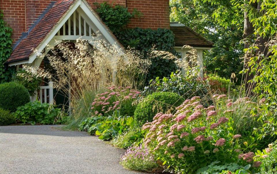 Stipa gigantea, clipped box ball, Alchemilla mollis, Erigeron karvinskianus and hylotelephium syn. sedum in front garden border by driveway