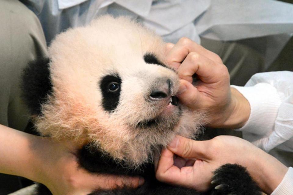 The panda cub born at Ueno Zoo in June is healthy and growing rapidly (AP)