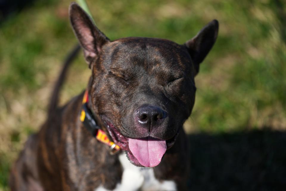 Gallagher, an approximately 3-year-old pit bull terrier mix, is available for adoption from Indianapolis Animal Care Services, pictured outside the shelter on Wednesday, Nov. 9, 2022.