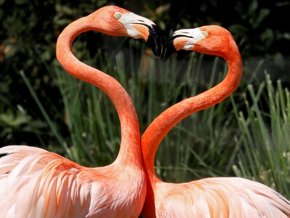 Two flamingos creating a heart shape with their necks.