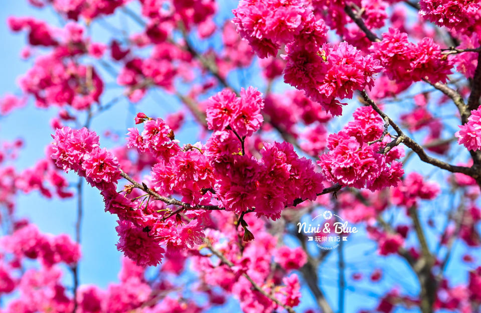 台中｜中科崴立櫻花公園