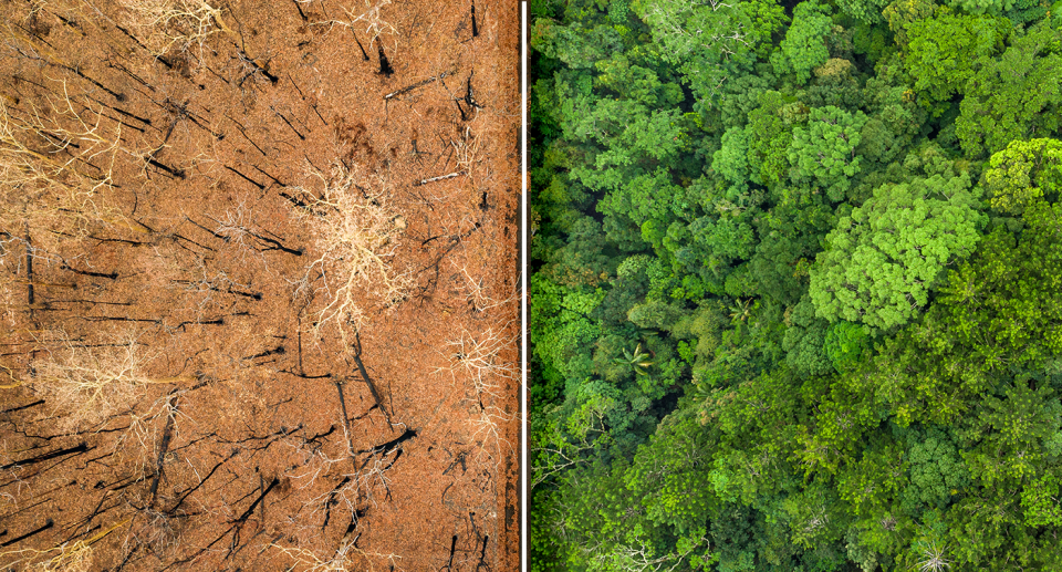 Comparison between burnt forest and unburnt forest. 