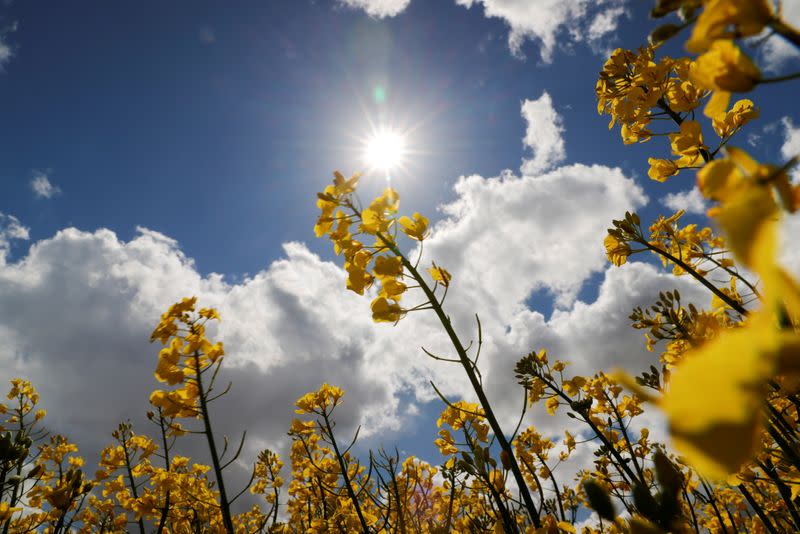 FILE PHOTO: The sun shines over a yellow rapeseed field in Baralle