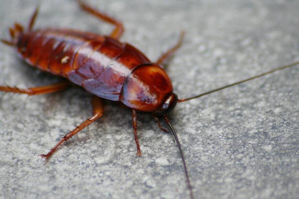 Cockroaches are more prevalent in the spring and summer in California.