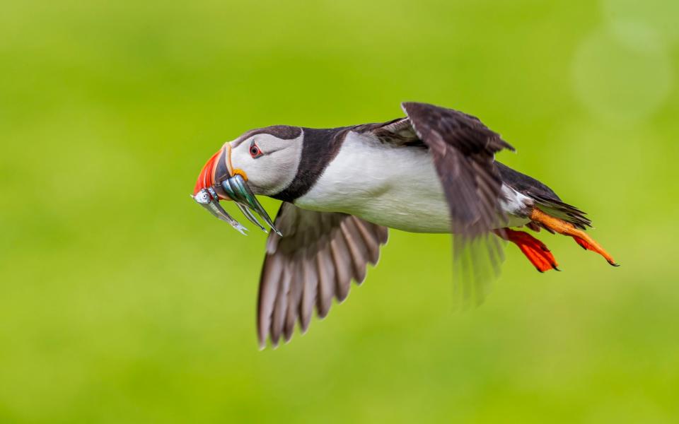 Birdlife is abundant in Orkney