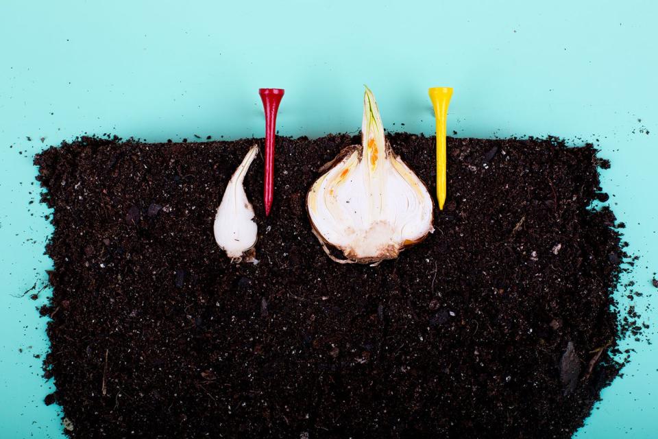 Golf Tee as a Garden Marker