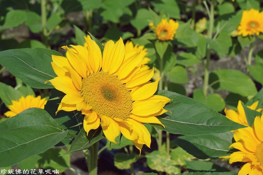 屏東新埤鄉綜合休閒公園｜向日葵花海