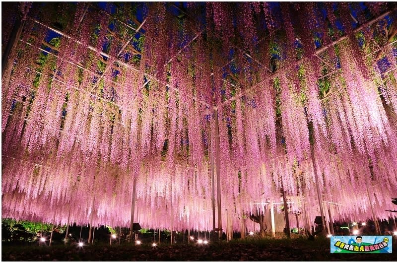 日本栃木縣｜足利花卉公園