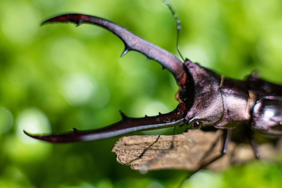 A Taiwanese Metallic Stag Beetle (Cyclommatus metallifer) with large mandibles is kept at Idlewild Butterfly Farm. Idlewild is a USDA-inspected and certified Insectarium that can house and display exotic insect species from around the world. July 21, 2023