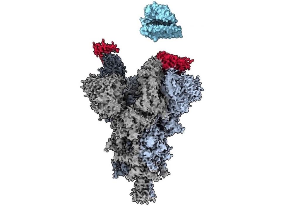 An image from cryo-electron microscopy performed by University of British Columbia researchers shows how an antibody fragment, red, attaches to a weak spot on the virus that causes COVID-19, grey, to block the virus from binding with the human cells, blue. (Supplied by Sriram Subramaniam/University of British Columbia - image credit)