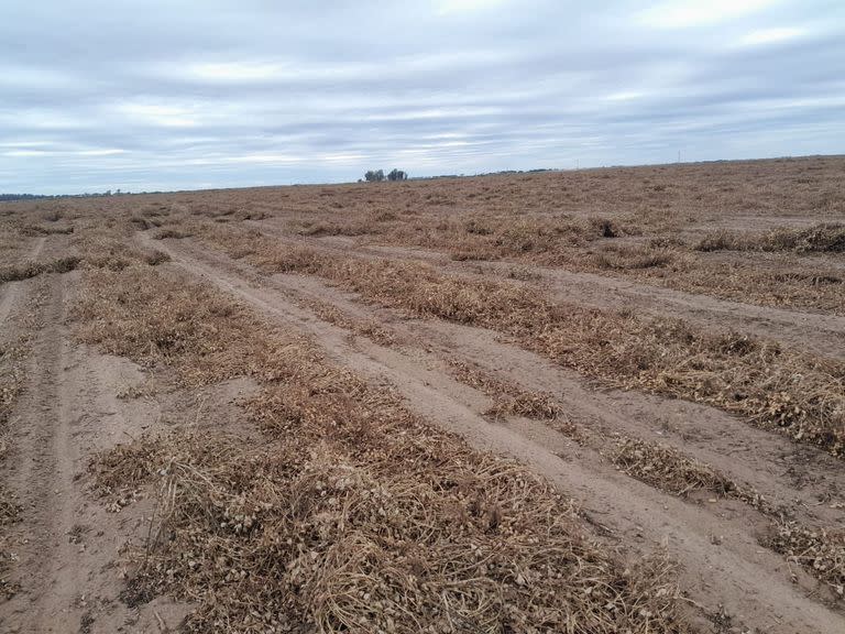 "Con el viento se desacomodaron las hileras y parte del cultivo quedó amontonado en los alambrados", dijo Luciano Gastaldi