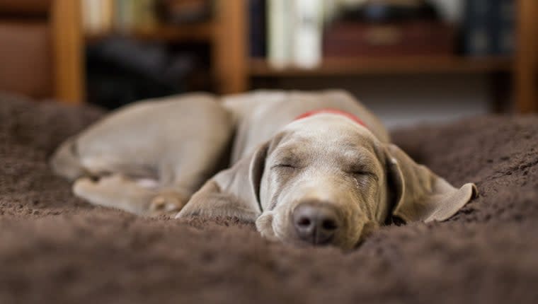Expert Reveals All About Doggy Dreams