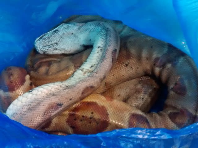 The snake was found to be underweight (RSPCA Cymru/PA)