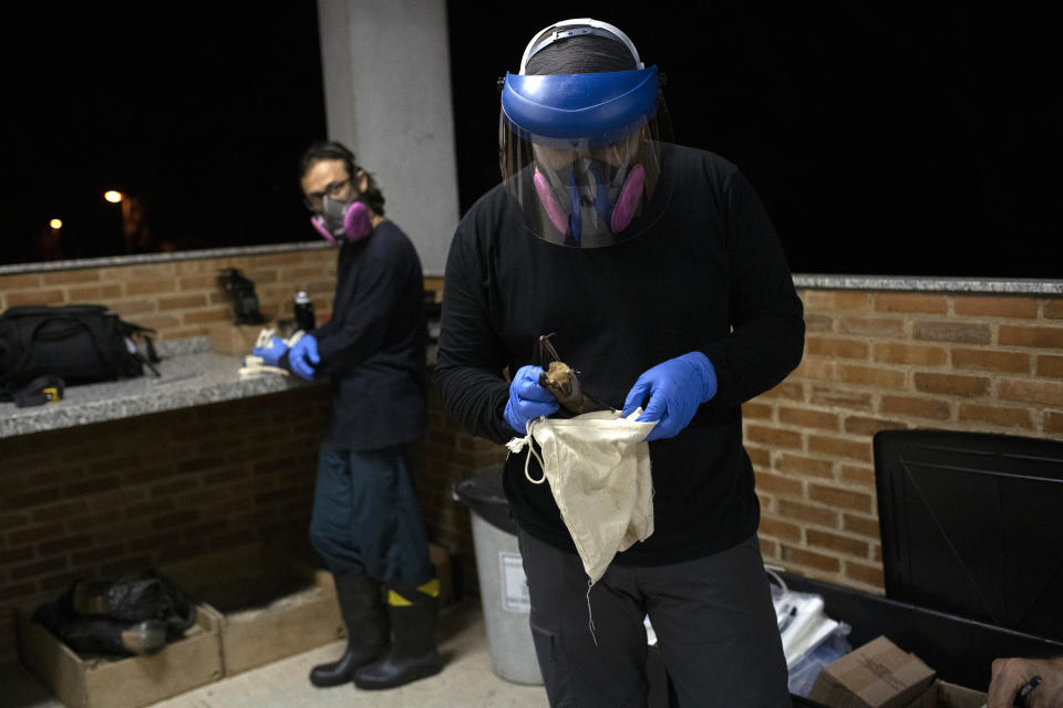 A researcher for Brazil's state-run Fiocruz Institute places into a cloth bag a bat captured in the Atlantic Forest at Pedra Branca state park, near Rio de Janeiro, Tuesday, Nov. 17, 2020. Bats are a diverse group, with more than 1,400 species flitting across every continent except Antarctica. (AP Photo/Silvia Izquierdo)