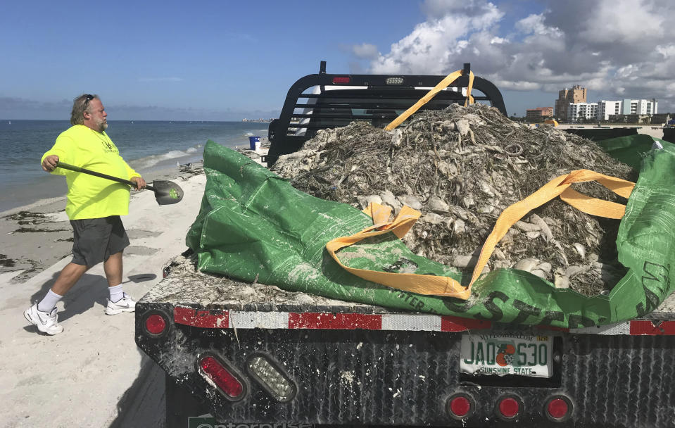 Crews clean up dead fish on the beach as they fill a pickup truck near Gulf Front Park, Treasure Island, Fla., Monday, Sept. 10, 2018. The smell of dead fish was strong. (Scott Keeler/The Tampa Bay Times via AP)